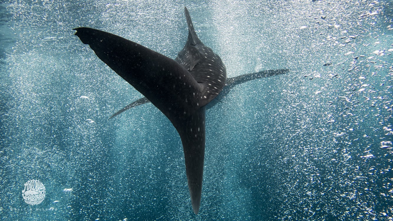 April's Charity: Maldives Whale Shark Research! 🦈