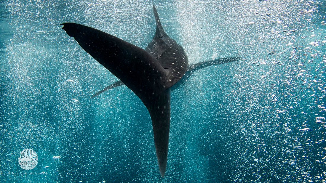 April's Charity: Maldives Whale Shark Research! 🦈